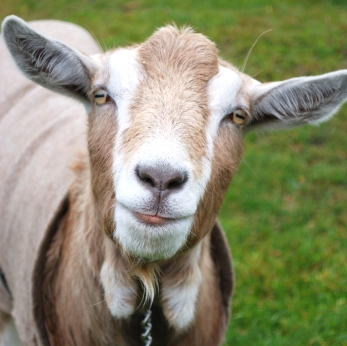 goat milk