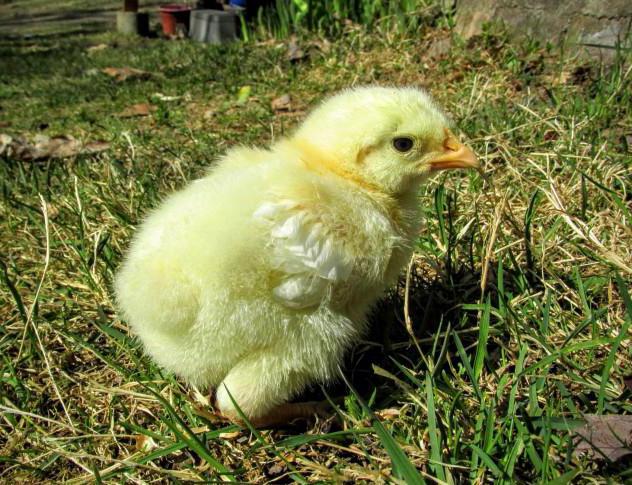 élevage de poulets de chair