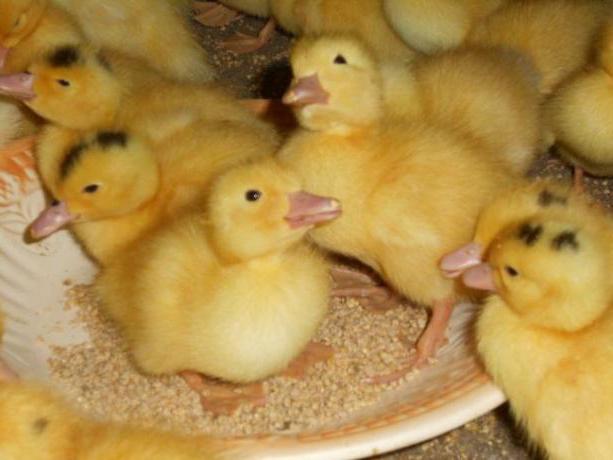 élevage de canards musqués à domicile