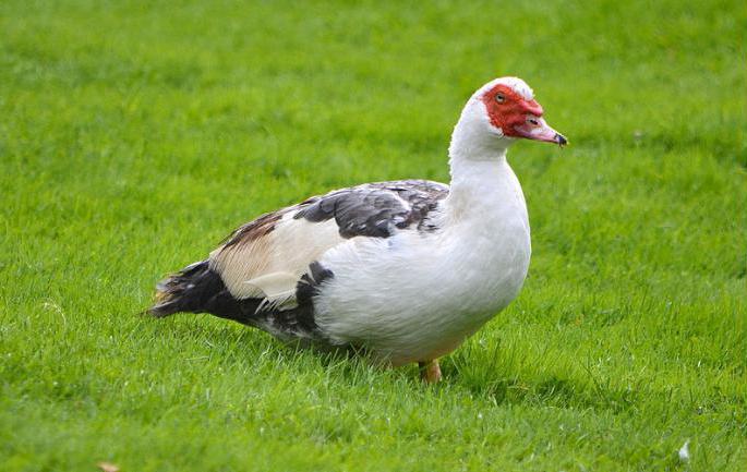 élevage de canard musqué dans le pays