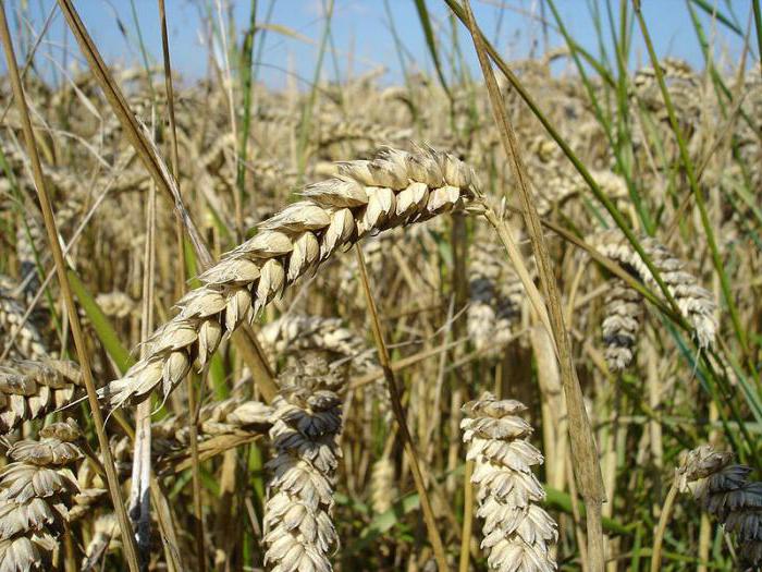 wheat growing areas