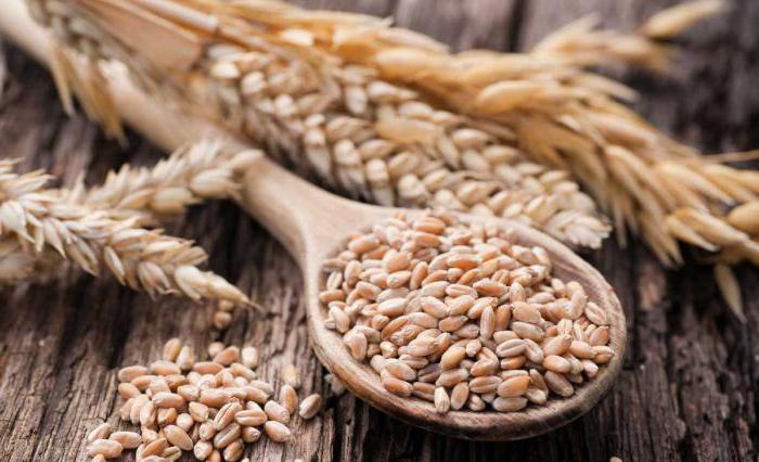 wheat growing conditions