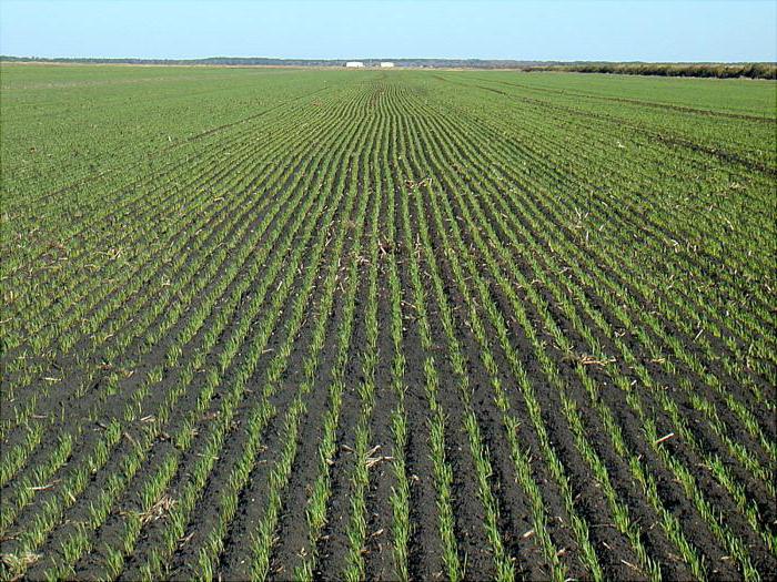 wheat growing
