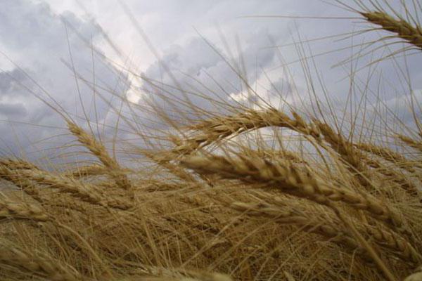 growing winter wheat