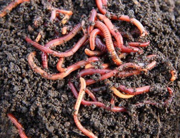  bactéries pour le traitement du lisier de porc