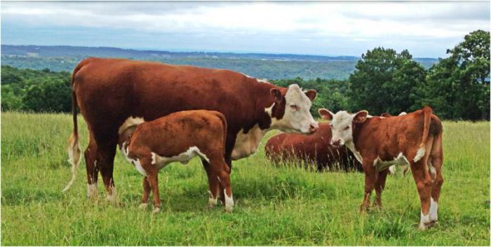 what does a productive animal mean