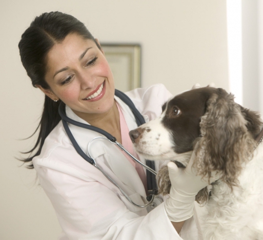 services vétérinaires