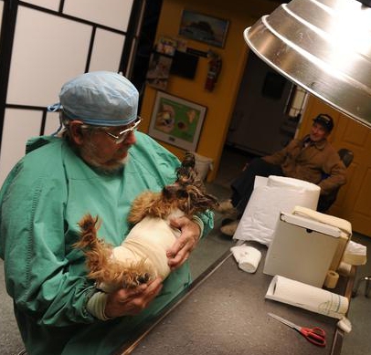 services vétérinaires à domicile