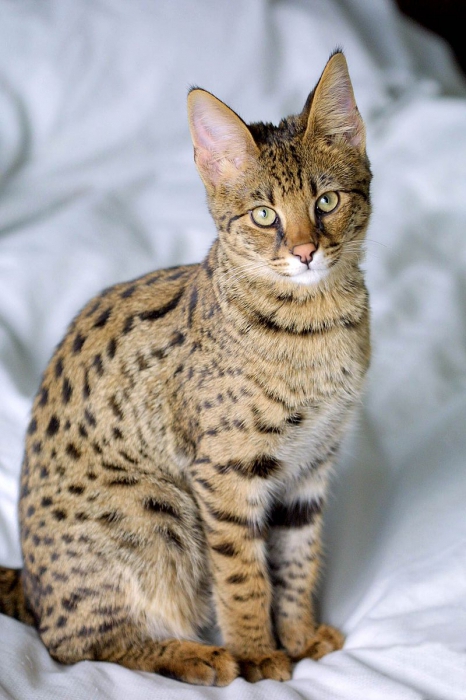 names of breeds of cats