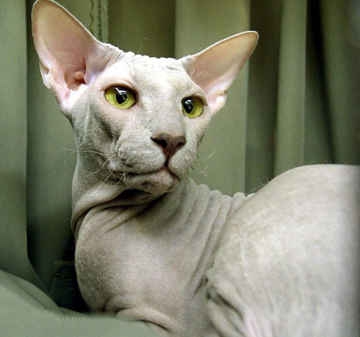 bengal cat breed