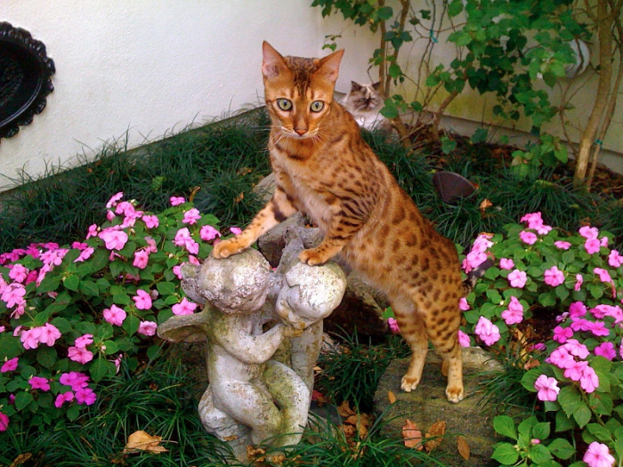 the most expensive cat breed in the world
