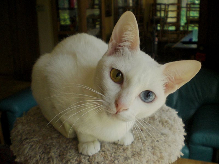 cat breeds prices
