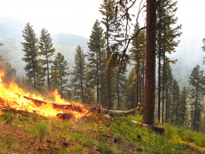consequences of fires