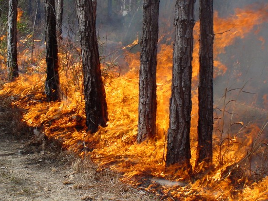 Forest fires