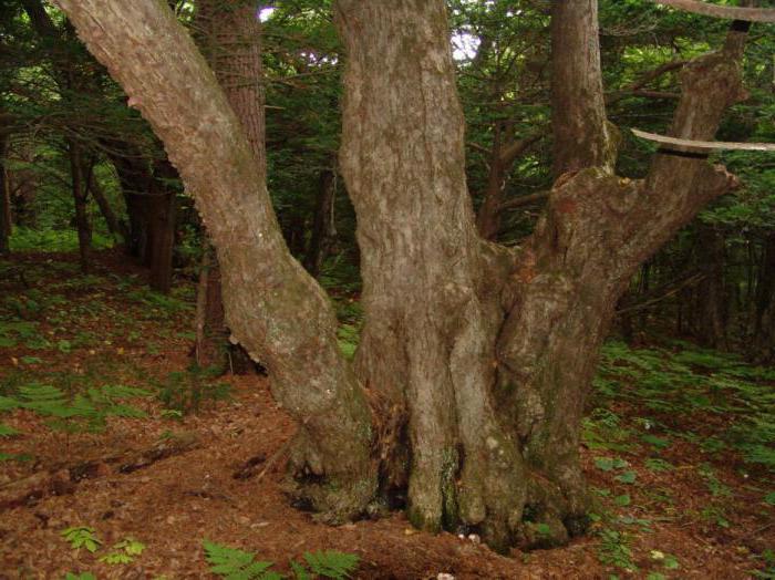 Lazovsky State Nature Reserve named after L. Kaplanov