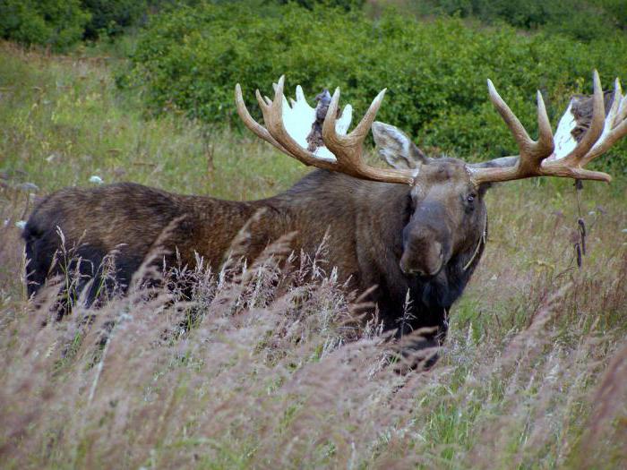 animals of the Lazovsky reserve