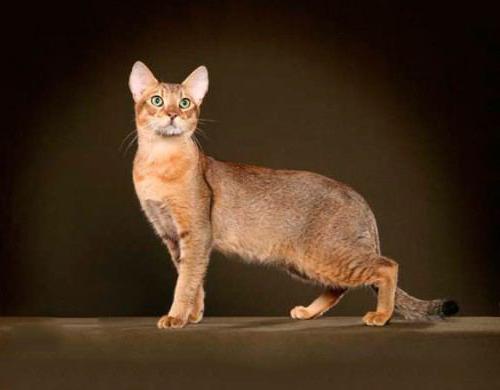 bengal cat