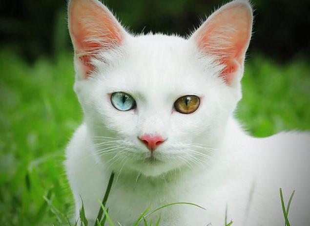  rare breeds of cats