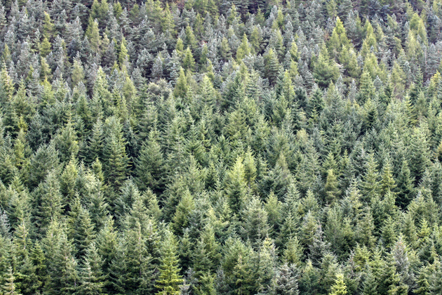 Forestry work