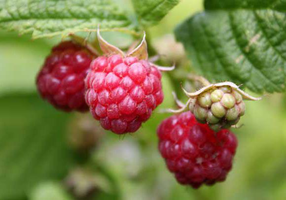 raspberry growing and care pruning