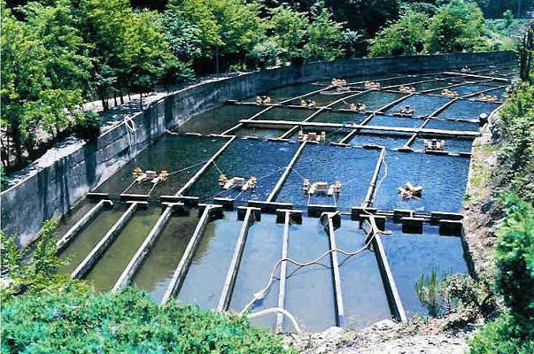 breeding trout in a pond in the country
