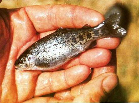 trout breeding in the pond business