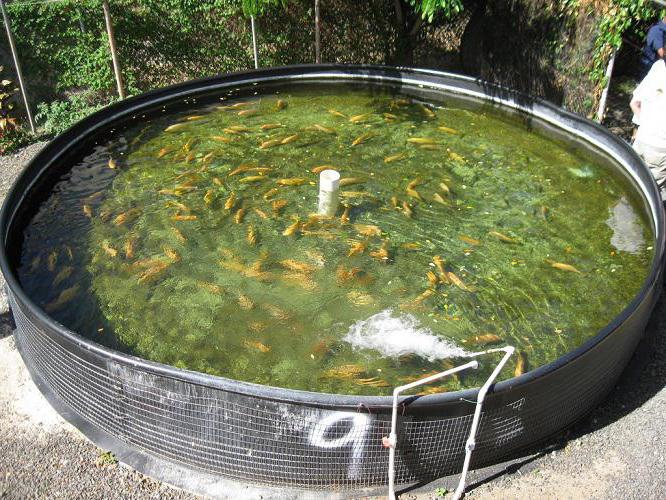 rainbow trout pond breeding