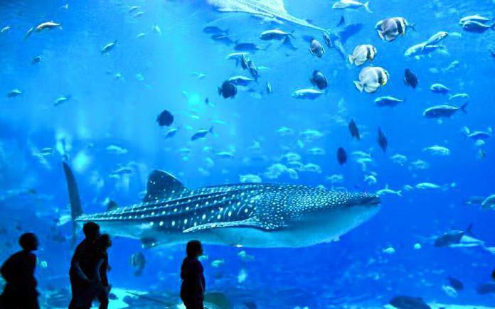 nouvel aquarium à Moscou vdnh