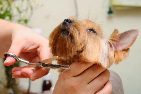 grooming at home