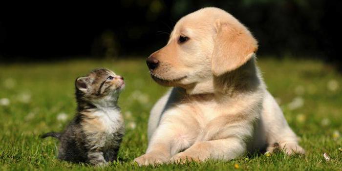grooming is