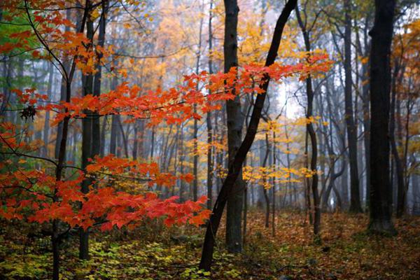 broadleaf forests