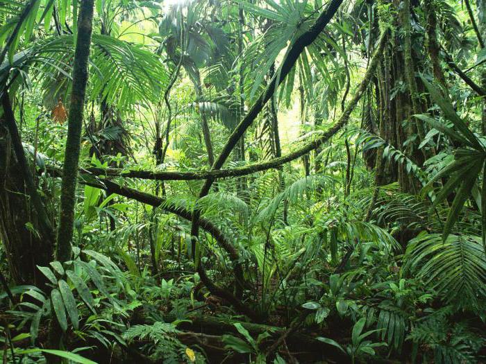 rainforests