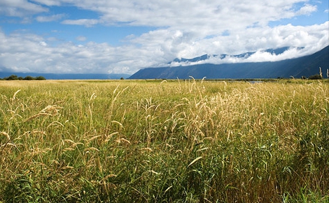 land privatization