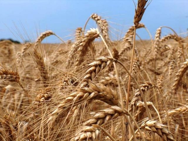 produits agricoles est