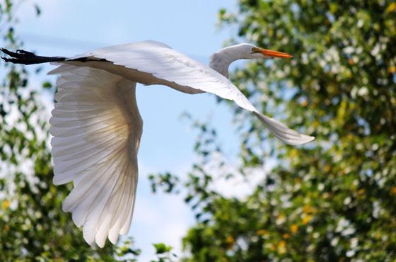 Stork in the sky