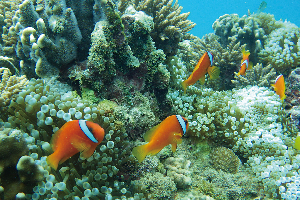 Underwater world