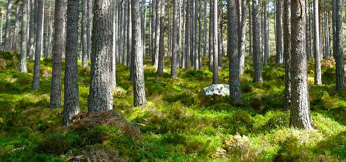 forest world