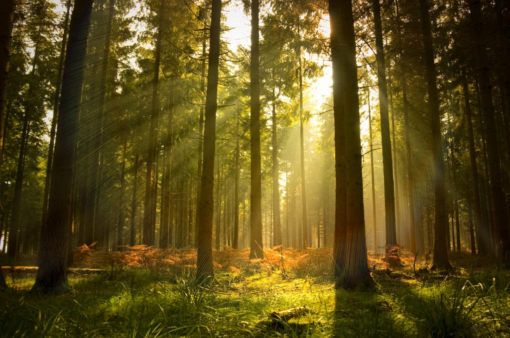 land for forest land
