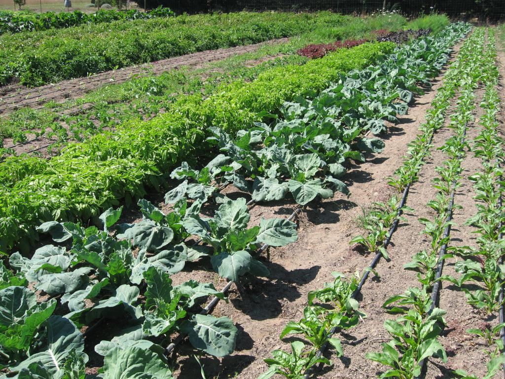 garden land
