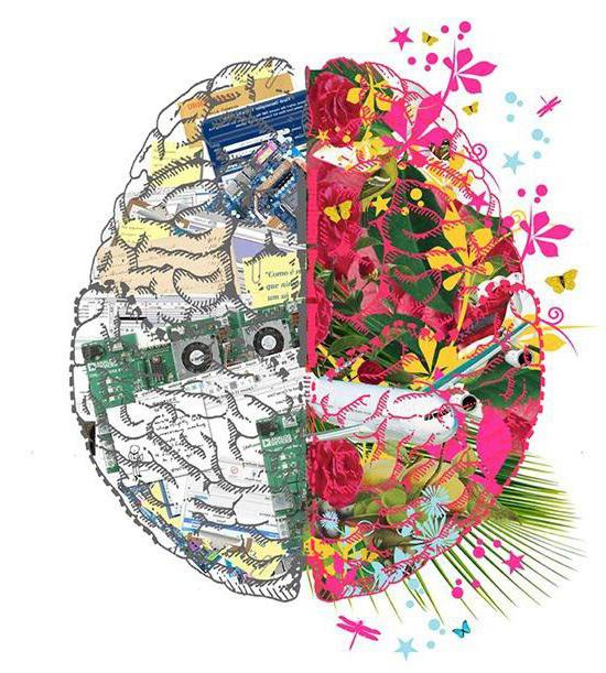 developed cerebral hemispheres