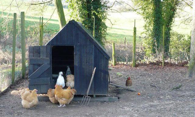 poulailler dans le pays