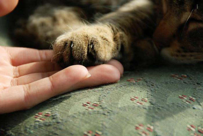 animal rights protection in Russia