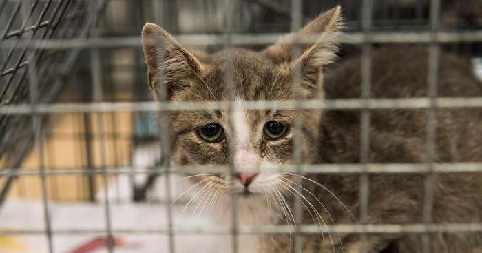 ordre de capture d'animaux de la rue