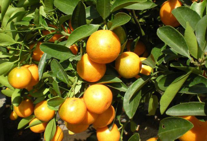 phytosanitary control service