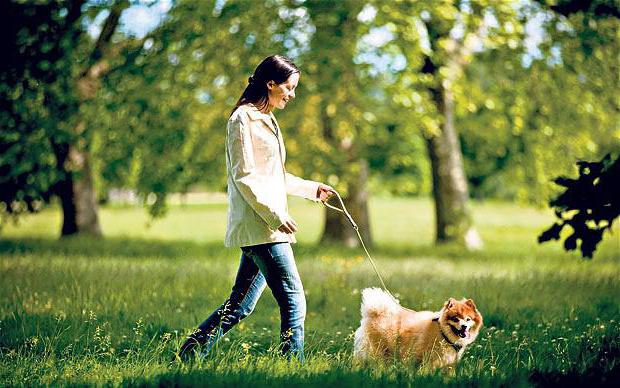 dog walking rules