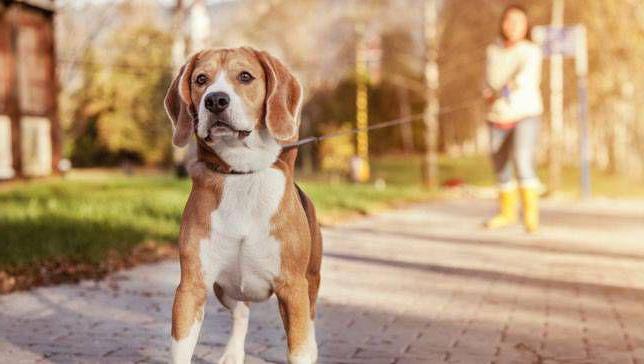 dog walking rules