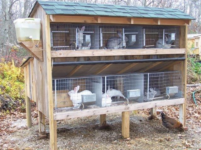 California rabbits breeding at home