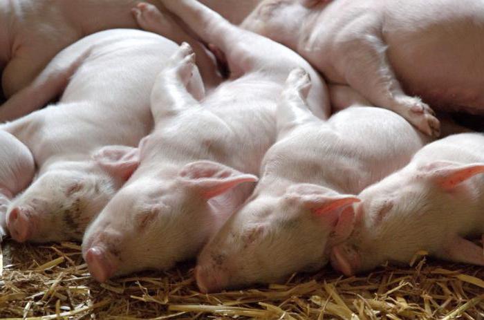 pig farm