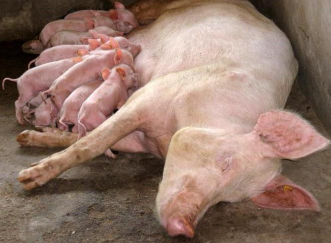 pig farm model project