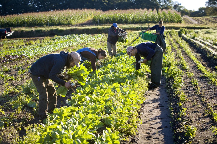Travail sur le terrain